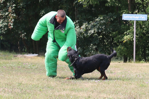 Die Hundeführer des Bundesheeres zeigten bei einer spektakulären Vorführung, mit welcher Präzision die Schutz- und Spürhunde nach einer guten Ausbildung arbeiten.