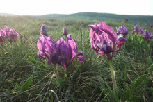 Thenau - Zwergschwertlinie